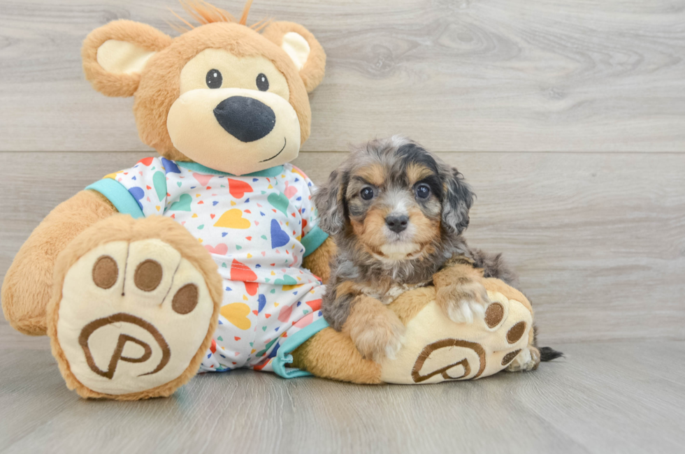 6 week old Cavapoo Puppy For Sale - Seaside Pups