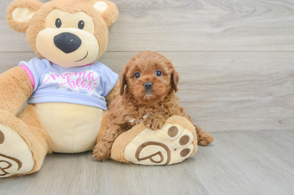 6 week old Cavapoo Puppy For Sale - Seaside Pups