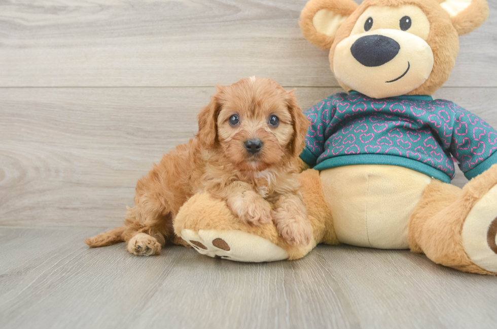 5 week old Cavapoo Puppy For Sale - Seaside Pups