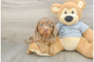 Cavapoo Puppy for Adoption