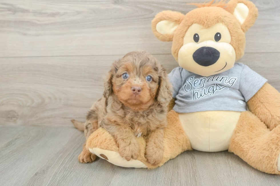 Cavapoo Puppy for Adoption