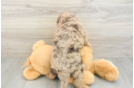Petite Cavapoo Poodle Mix Pup
