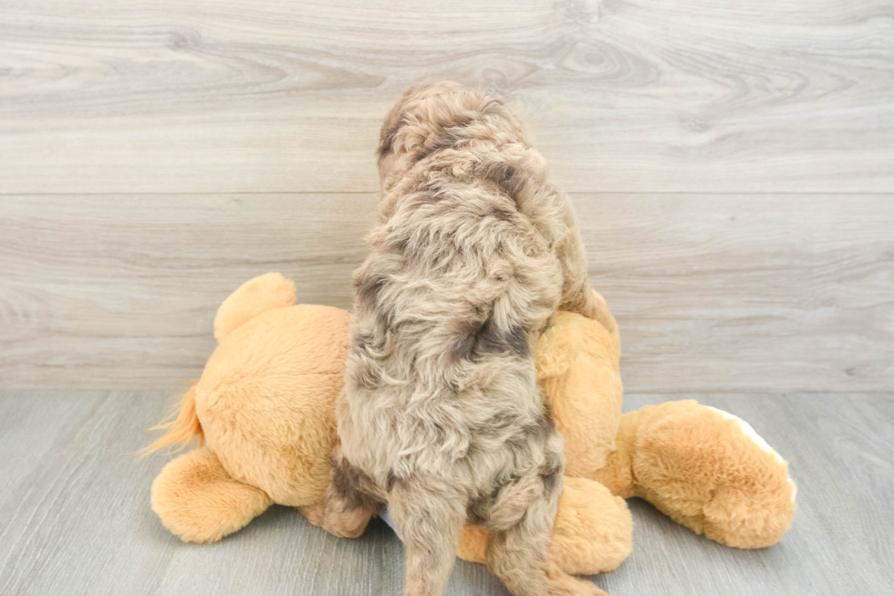 Petite Cavapoo Poodle Mix Pup