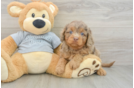 Petite Cavapoo Poodle Mix Pup