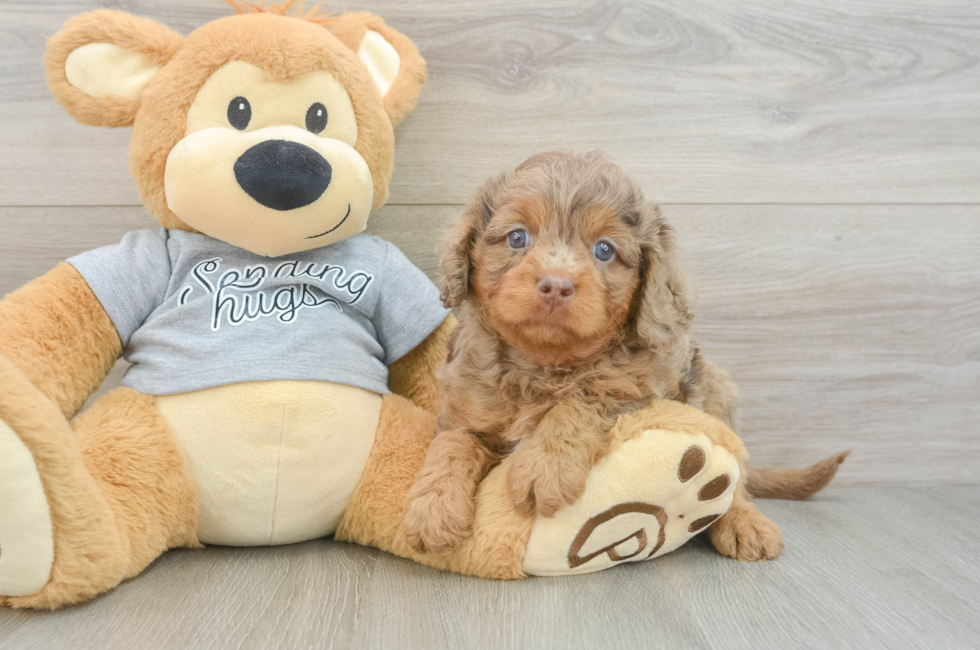 5 week old Cavapoo Puppy For Sale - Seaside Pups