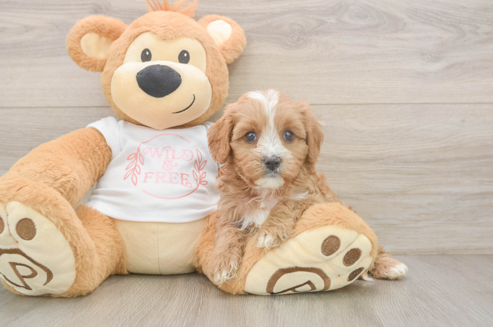 5 week old Cavapoo Puppy For Sale - Seaside Pups