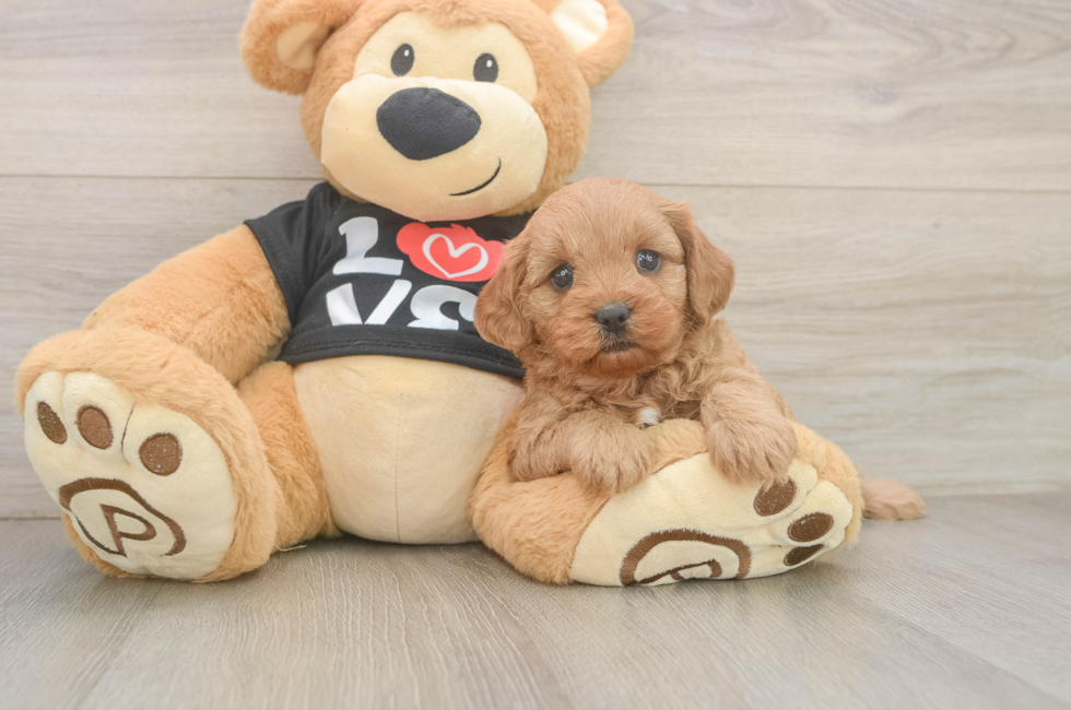 5 week old Cavapoo Puppy For Sale - Seaside Pups