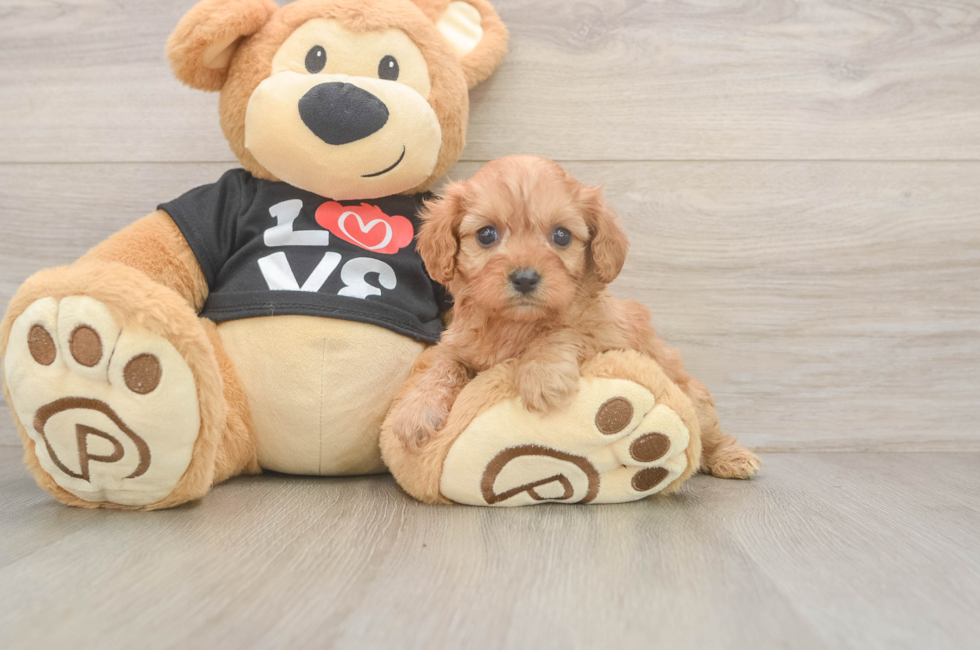 5 week old Cavapoo Puppy For Sale - Seaside Pups