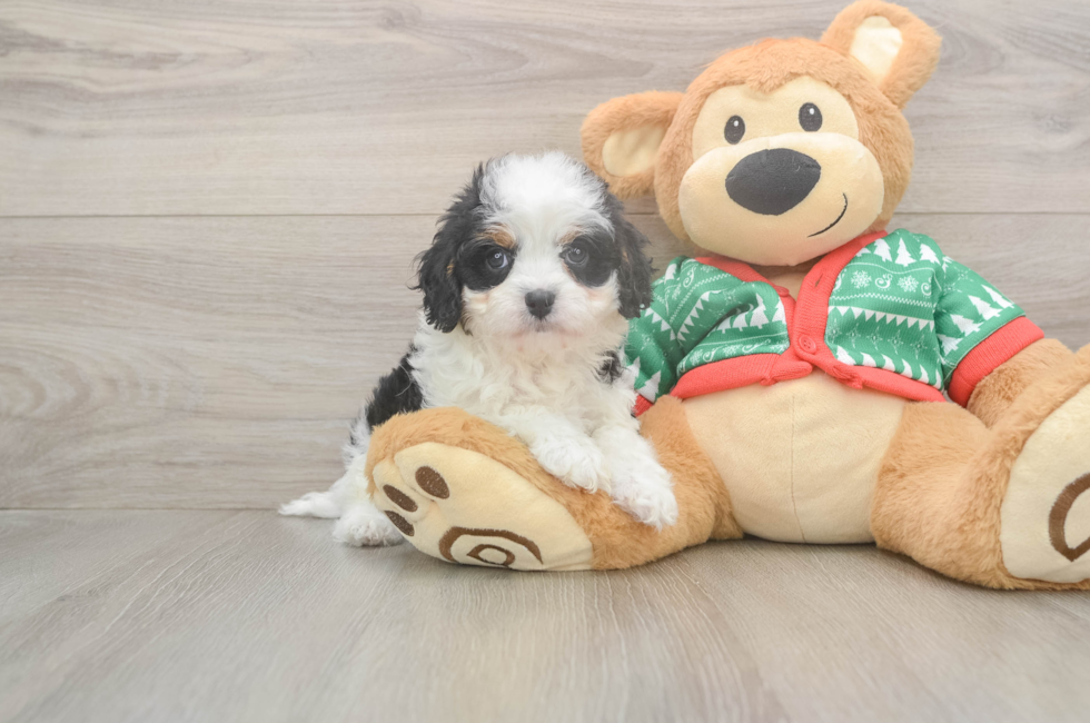 6 week old Cavapoo Puppy For Sale - Seaside Pups