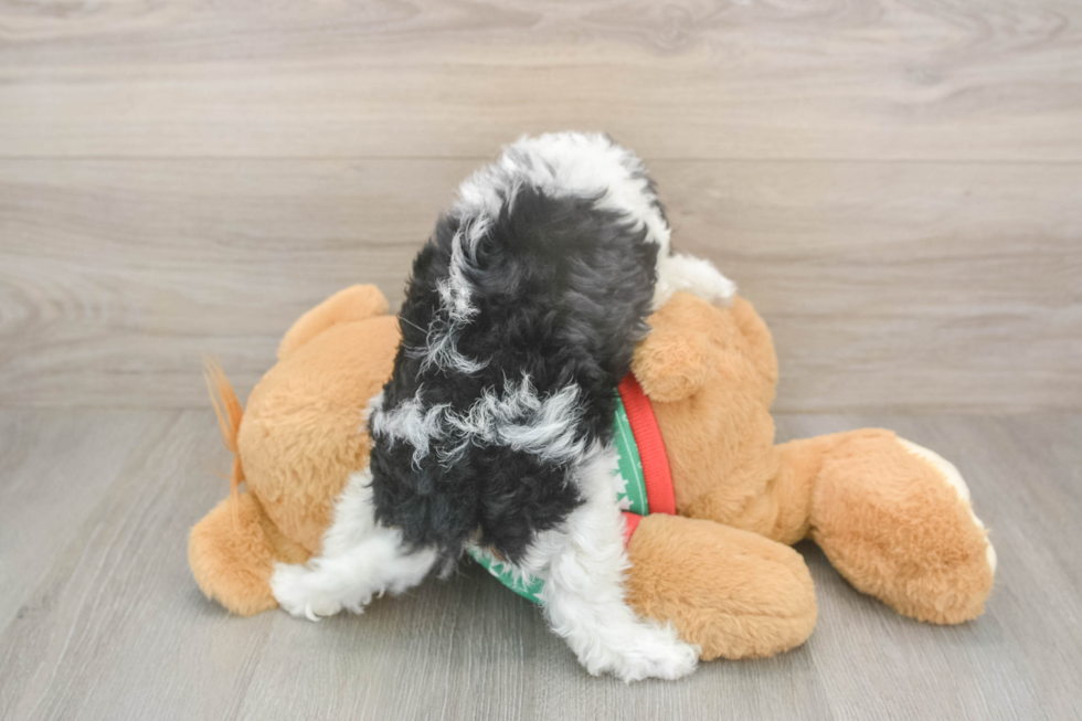 Best Cavapoo Baby