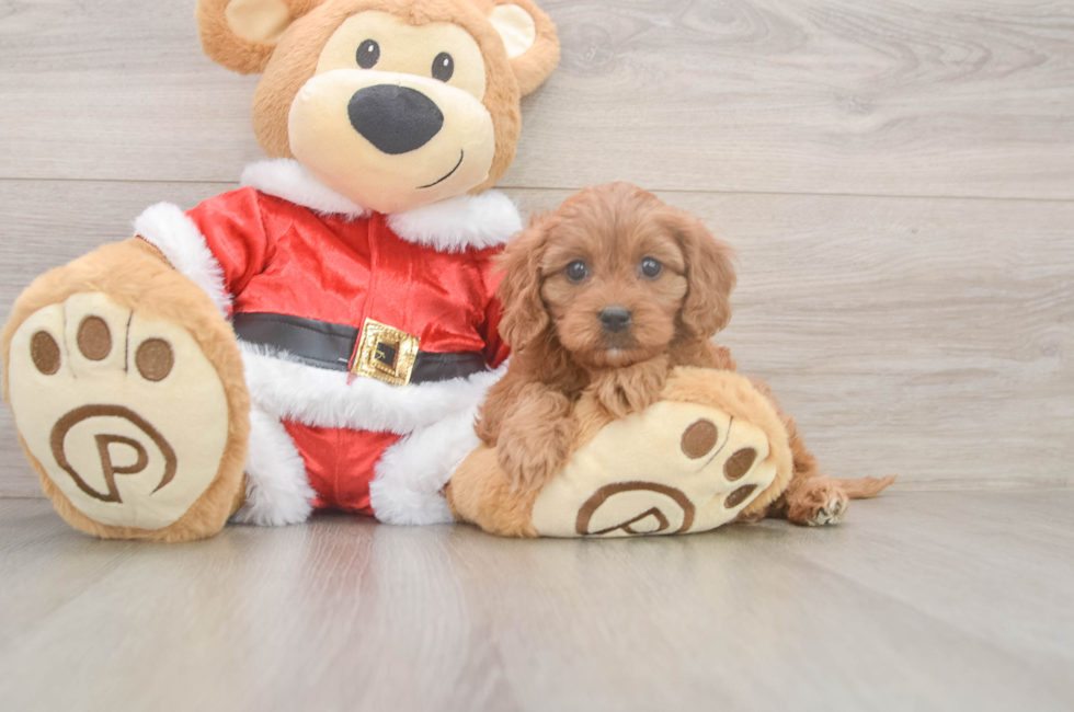 5 week old Cavapoo Puppy For Sale - Seaside Pups