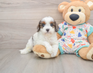 8 week old Cavapoo Puppy For Sale - Seaside Pups