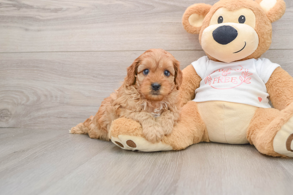 Cavapoo Pup Being Cute
