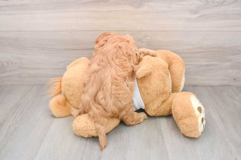 Cavapoo Puppy for Adoption