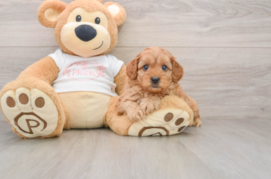 Funny Cavapoo Poodle Mix Pup