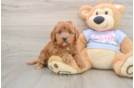 Hypoallergenic Cavadoodle Poodle Mix Puppy