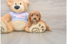 Energetic Cavoodle Poodle Mix Puppy