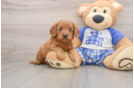 Cute Cavapoo Baby