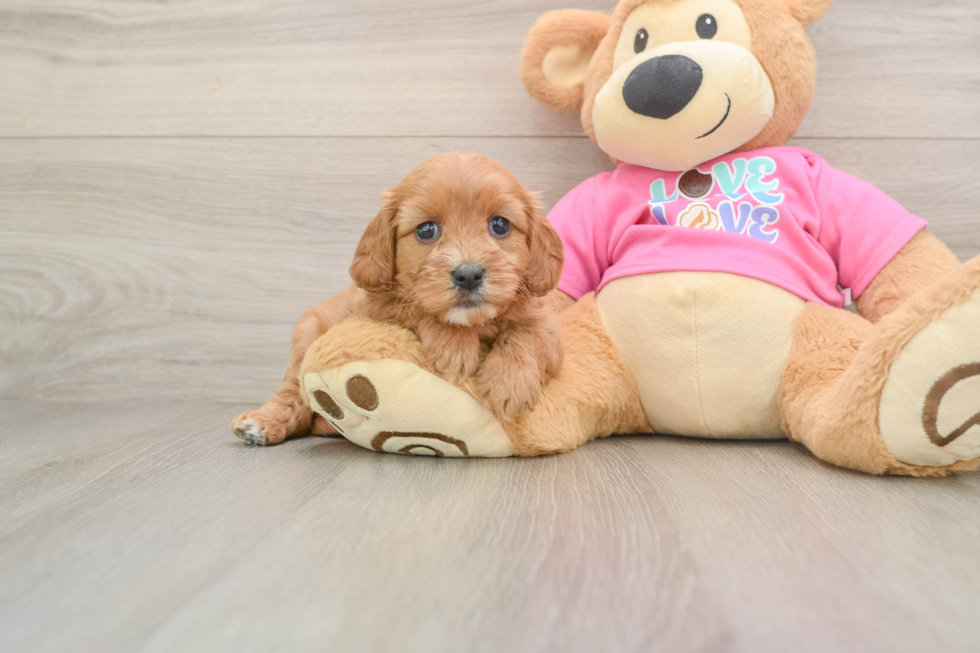 Small Cavapoo Baby
