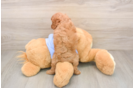 Best Cavapoo Baby