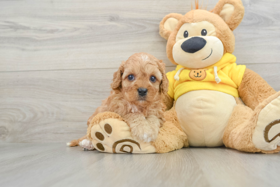 Adorable Cavalier King Charles Spaniel and Poodle Mix Poodle Mix Puppy