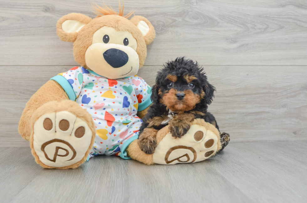 6 week old Cavapoo Puppy For Sale - Seaside Pups