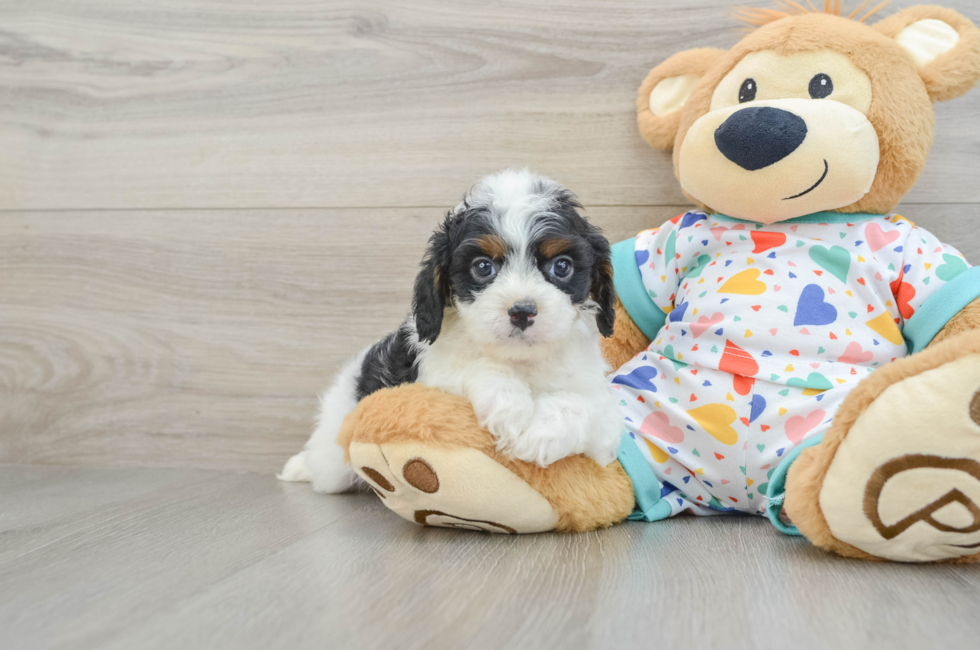 7 week old Cavapoo Puppy For Sale - Seaside Pups