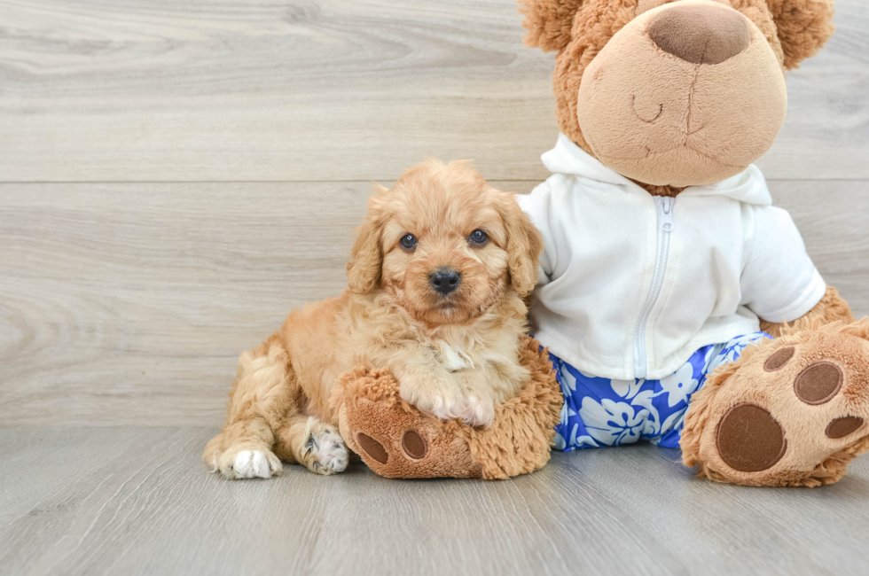 6 week old Cavapoo Puppy For Sale - Seaside Pups