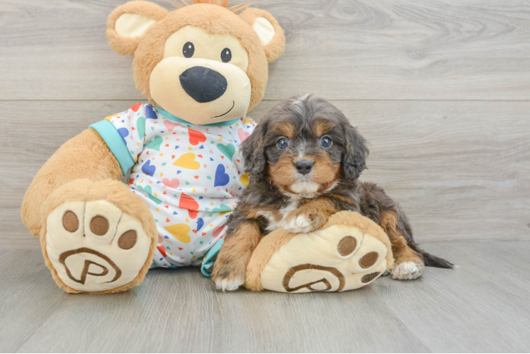 Hypoallergenic Cavadoodle Poodle Mix Puppy