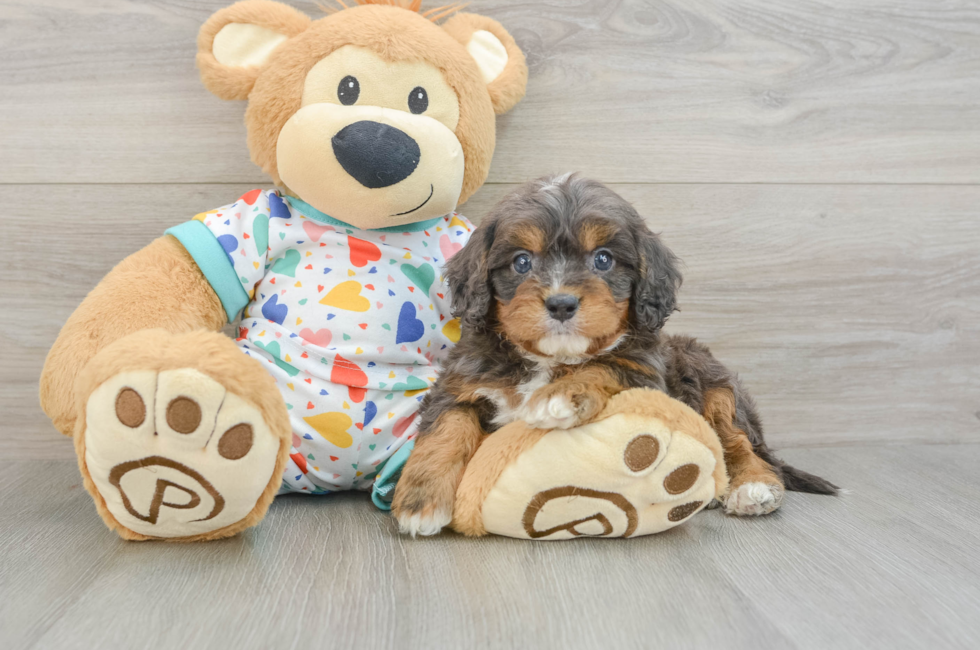 6 week old Cavapoo Puppy For Sale - Seaside Pups