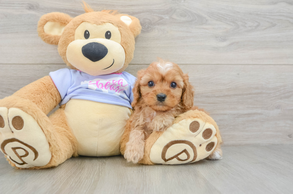 6 week old Cavapoo Puppy For Sale - Seaside Pups