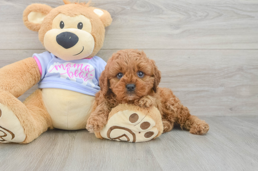 6 week old Cavapoo Puppy For Sale - Seaside Pups