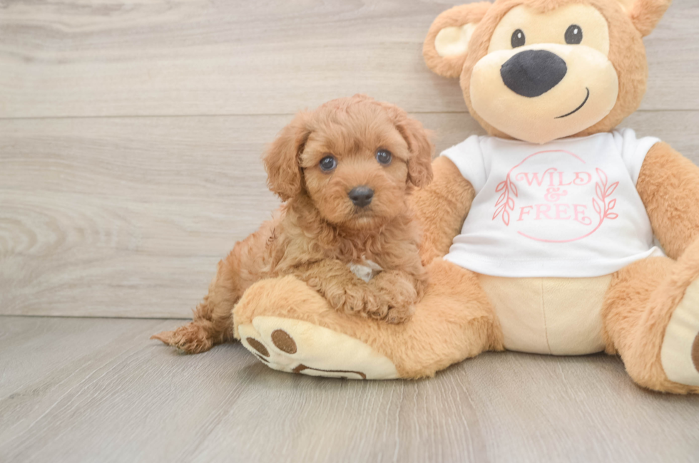5 week old Cavapoo Puppy For Sale - Seaside Pups