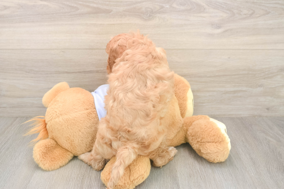 Meet Dale - our Cavapoo Puppy Photo  3/3 - Seaside Pups Best Cavapoo Baby