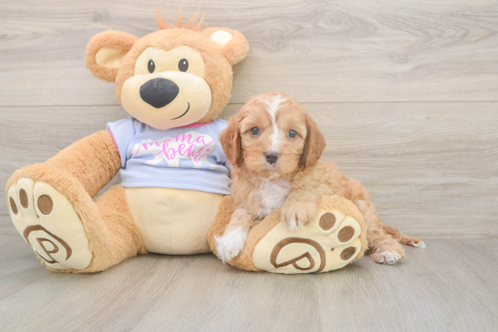 Meet Dale - our Cavapoo Puppy Photo  2/3 - Seaside Pups Friendly Cavapoo Baby