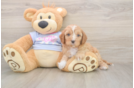 Meet Dale - our Cavapoo Puppy Photo  2/3 - Seaside Pups Friendly Cavapoo Baby