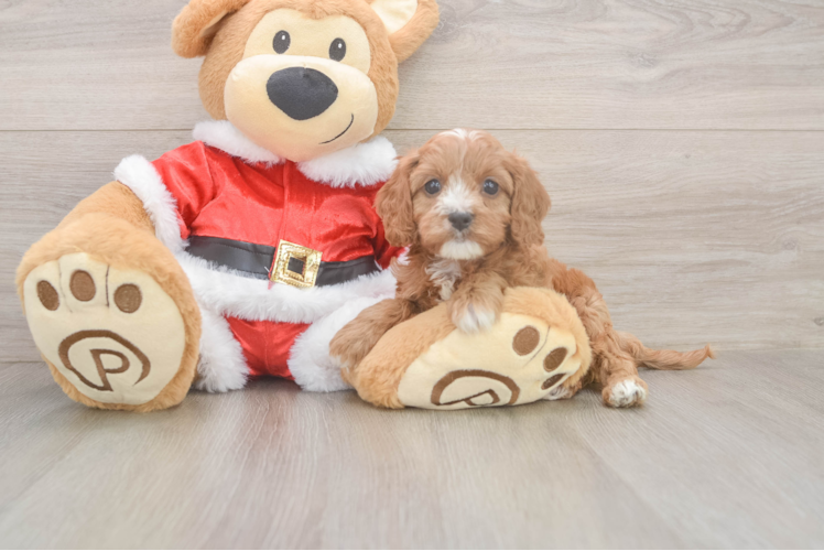 Cavapoo Pup Being Cute