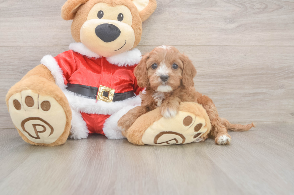 5 week old Cavapoo Puppy For Sale - Seaside Pups