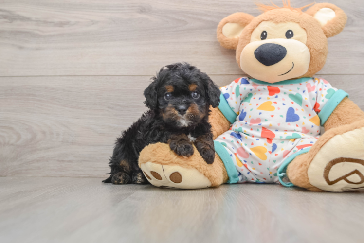 Happy Cavapoo Baby