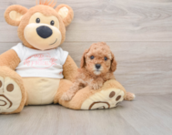 7 week old Cavapoo Puppy For Sale - Seaside Pups