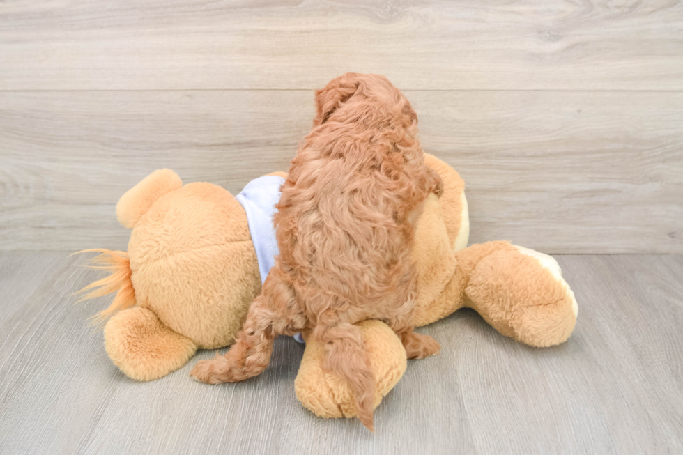 Sweet Cavapoo Baby