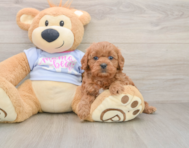 8 week old Cavapoo Puppy For Sale - Seaside Pups