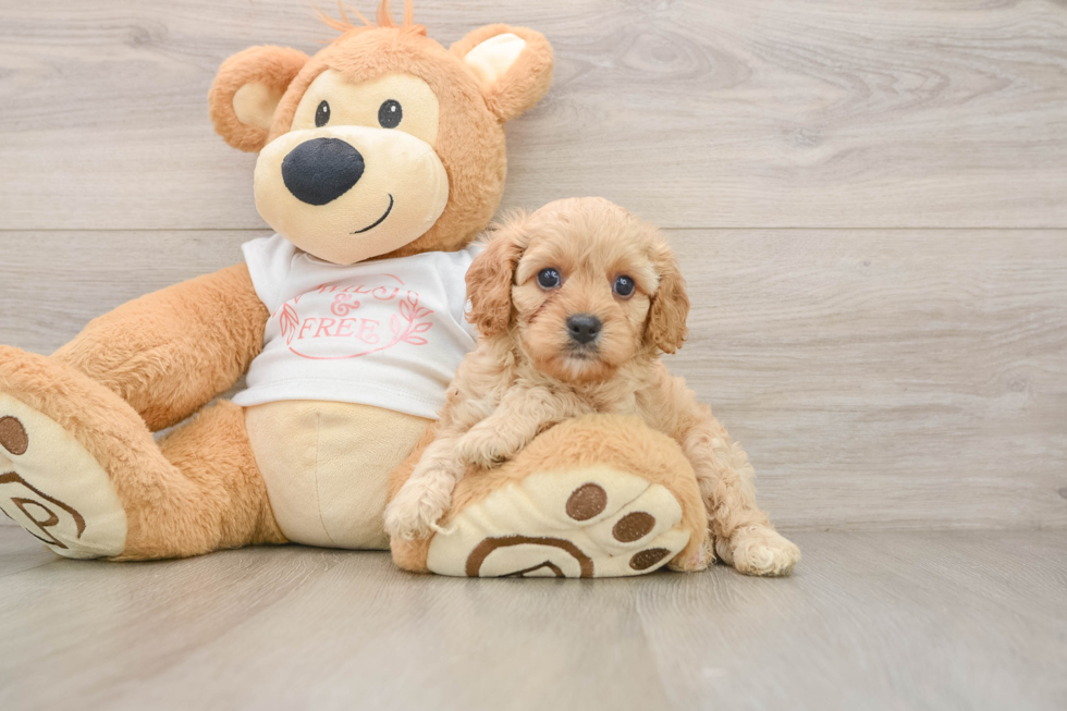 Cavapoo Pup Being Cute