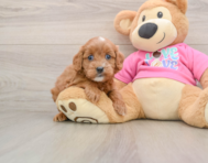 7 week old Cavapoo Puppy For Sale - Seaside Pups