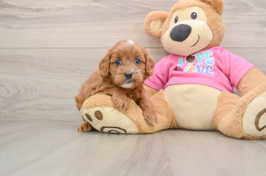 Happy Cavapoo Baby