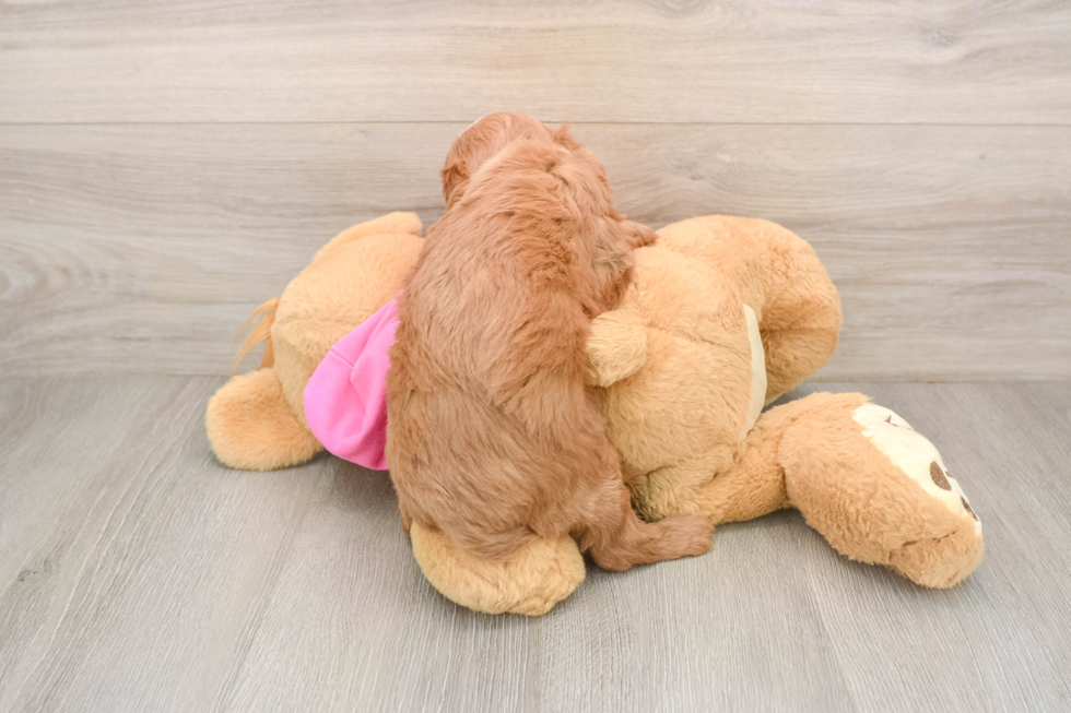 Adorable Cavalier King Charles Spaniel and Poodle Mix Poodle Mix Puppy