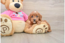 Cavapoo Pup Being Cute