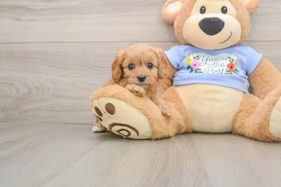 Best Cavapoo Baby