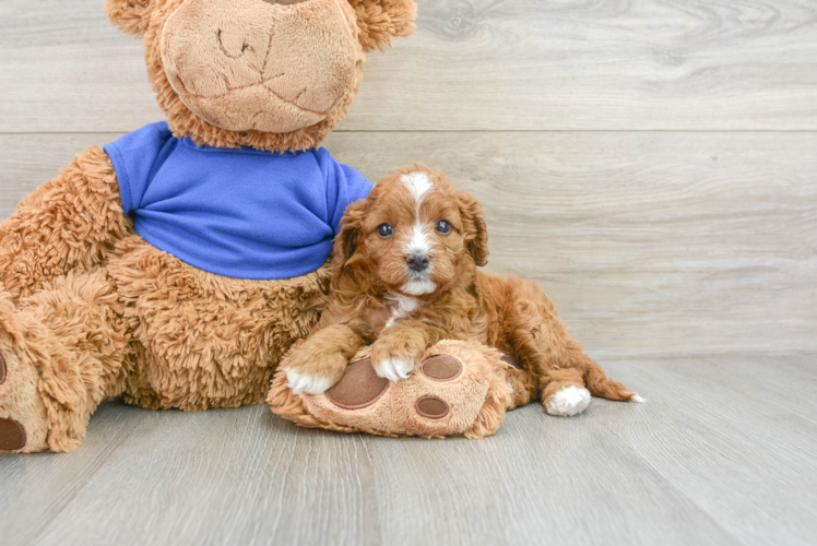 Petite Cavapoo Poodle Mix Pup