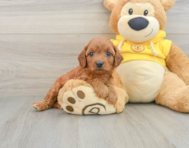 8 week old Cavapoo Puppy For Sale - Seaside Pups